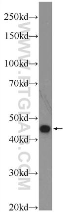 LRP2BP Antibody in Western Blot (WB)