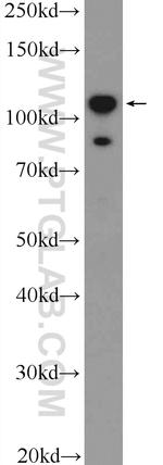 DIS3L2 Antibody in Western Blot (WB)