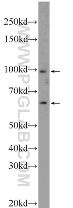 DIS3L2 Antibody in Western Blot (WB)