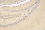 LRRN4 Antibody in Immunohistochemistry (Paraffin) (IHC (P))