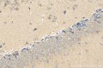 LRRN4 Antibody in Immunohistochemistry (Paraffin) (IHC (P))