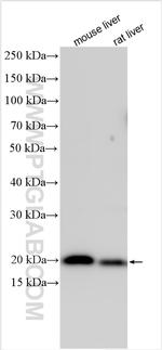 PLA2G12B Antibody in Western Blot (WB)
