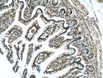 HNF4G Antibody in Immunohistochemistry (Paraffin) (IHC (P))