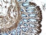 RMND5B Antibody in Immunohistochemistry (Paraffin) (IHC (P))