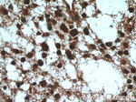 RMND5B Antibody in Immunohistochemistry (Paraffin) (IHC (P))