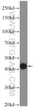 RMND5B Antibody in Western Blot (WB)