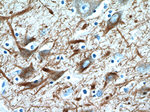 NF-M Antibody in Immunohistochemistry (Paraffin) (IHC (P))