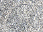 ZC3H18 Antibody in Immunohistochemistry (Paraffin) (IHC (P))