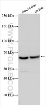 A1CF Antibody in Western Blot (WB)