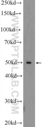 TOM1 Antibody in Western Blot (WB)