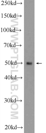 TOM1 Antibody in Western Blot (WB)
