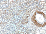 SMCO4 Antibody in Immunohistochemistry (Paraffin) (IHC (P))