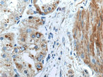 SMCO4 Antibody in Immunohistochemistry (Paraffin) (IHC (P))