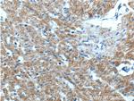 SMCO4 Antibody in Immunohistochemistry (Paraffin) (IHC (P))