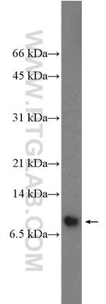 SMCO4 Antibody in Western Blot (WB)