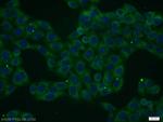 FAM125A Antibody in Immunocytochemistry (ICC/IF)