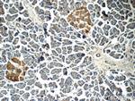 FAM125A Antibody in Immunohistochemistry (Paraffin) (IHC (P))