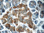FAM125A Antibody in Immunohistochemistry (Paraffin) (IHC (P))