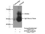 ZNF639 Antibody in Immunoprecipitation (IP)