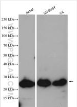 ZMAT2 Antibody in Western Blot (WB)