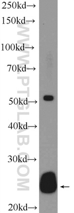 ZMAT2 Antibody in Western Blot (WB)