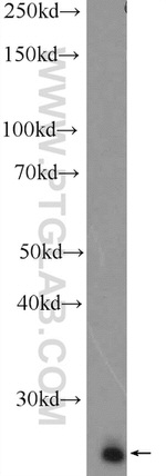 ZMAT2 Antibody in Western Blot (WB)