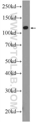 C21orf45 Antibody in Western Blot (WB)