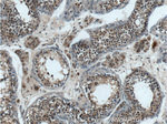 TPRX1 Antibody in Immunohistochemistry (Paraffin) (IHC (P))