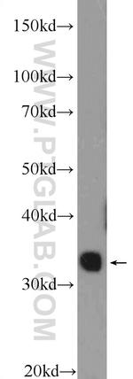 TPRX1 Antibody in Western Blot (WB)