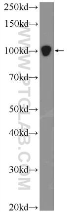 DGCR8 N-terminal Antibody in Western Blot (WB)