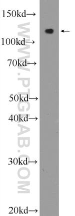 RGSL1 Antibody in Western Blot (WB)