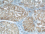 SMAD7 Antibody in Immunohistochemistry (Paraffin) (IHC (P))
