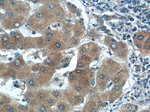 SMAD7 Antibody in Immunohistochemistry (Paraffin) (IHC (P))