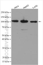 ROR2 Antibody in Western Blot (WB)
