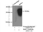 ISOC1 Antibody in Immunoprecipitation (IP)