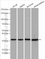 ISOC1 Antibody in Western Blot (WB)