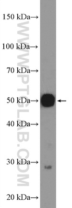 AVEN Antibody in Western Blot (WB)