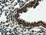 DECR2 Antibody in Immunohistochemistry (Paraffin) (IHC (P))