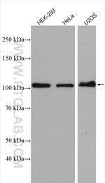 TUBGCP2 Antibody in Western Blot (WB)