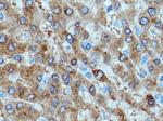 SAC3D1 Antibody in Immunohistochemistry (Paraffin) (IHC (P))