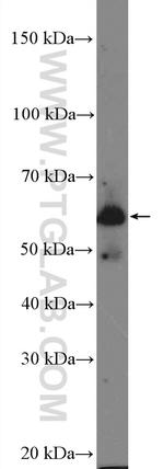 SPATC1 Antibody in Western Blot (WB)