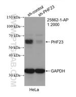 PHF23 Antibody in Western Blot (WB)