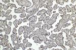 PI3 Kinase p85 Beta Antibody in Immunohistochemistry (Paraffin) (IHC (P))