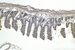 PI3 Kinase p85 Beta Antibody in Immunohistochemistry (Paraffin) (IHC (P))