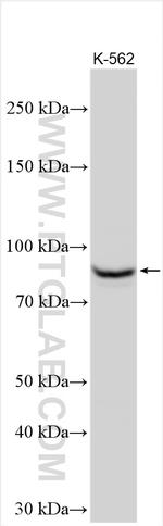 PI3 Kinase p85 Beta Antibody in Western Blot (WB)