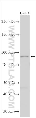 PI3 Kinase p85 Beta Antibody in Western Blot (WB)