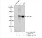 Alpha-1-antitrypsin Antibody in Immunoprecipitation (IP)