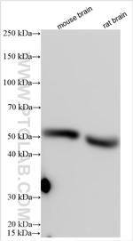 CMPK2 Antibody in Western Blot (WB)
