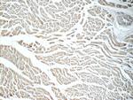 humanin Antibody in Immunohistochemistry (Paraffin) (IHC (P))
