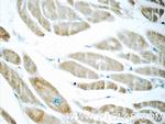 humanin Antibody in Immunohistochemistry (Paraffin) (IHC (P))